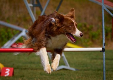 Çeviklik içinde zıplayan çoban köpeği.