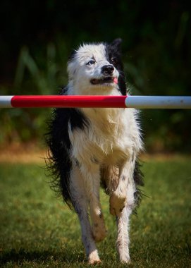Bahçede beyaz çevikliği olan bir çoban köpeği.