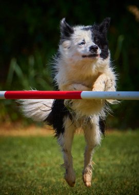 Avustralyalı çoban köpeği çevikliğin üzerinde ip atlıyor.