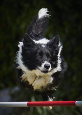 Çevikliğin üzerinden atlayan bir köpek. Yarışma konsepti.
