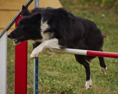 border collie çeviklik atlayışı