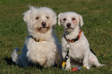 Maltese Bichon çeviklik yarışmasında. Köpek sporları. Köpek spor malzemeleri. Köpek dostu bölge.