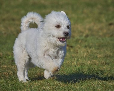 Maltese Bichon çeviklik yarışmasında. Köpek sporları. Köpek spor malzemeleri. Köpek dostu bölge.