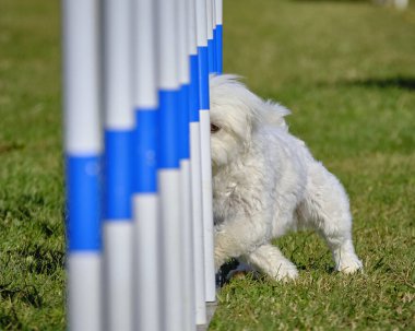 Maltese Bichon çeviklik yarışmasında. Köpek sporları. Köpek spor malzemeleri. Köpek dostu bölge.