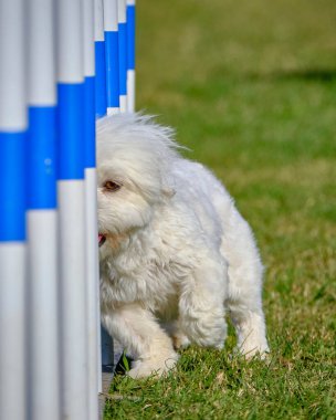 Maltese Bichon çeviklik yarışmasında. Köpek sporları. Köpek spor malzemeleri. Köpek dostu bölge.
