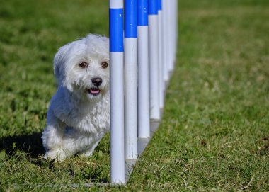 Maltese Bichon çeviklik yarışmasında. Köpek sporları. Köpek spor malzemeleri. Köpek dostu bölge.