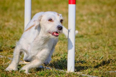 Maltese Bichon çeviklik yarışmasında. Köpek sporları. Köpek spor malzemeleri. Köpek dostu bölge.