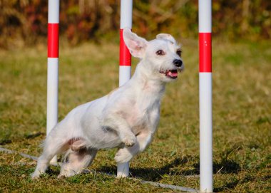 Maltese Bichon çeviklik yarışmasında. Köpek sporları. Köpek spor malzemeleri. Köpek dostu bölge.