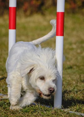 Maltese Bichon çeviklik yarışmasında. Köpek sporları. Köpek spor malzemeleri. Köpek dostu bölge.
