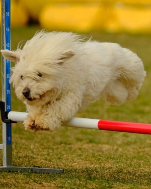 Maltese Bichon çeviklik yarışmasında. Köpek sporları. Köpek spor malzemeleri. Köpek dostu bölge.