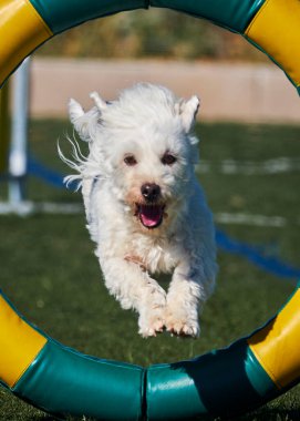 Maltese Bichon çeviklik yarışmasında. Köpek sporları. Köpek spor malzemeleri. Köpek dostu bölge.