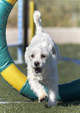 Maltese Bichon çeviklik yarışmasında. Köpek sporları. Köpek spor malzemeleri. Köpek dostu bölge.