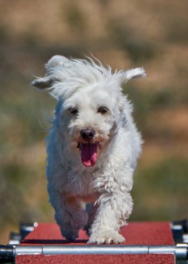 Maltese Bichon çeviklik yarışmasında. Köpek sporları. Köpek spor malzemeleri. Köpek dostu bölge.