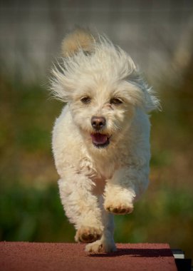 Maltese Bichon çeviklik yarışmasında. Köpek sporları. Köpek spor malzemeleri. Köpek dostu bölge.