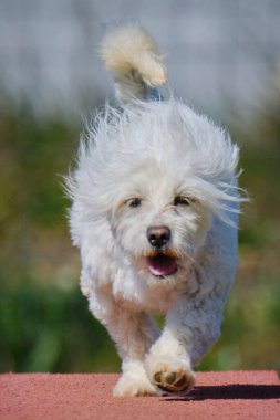 Maltese Bichon çeviklik yarışmasında. Köpek sporları. Köpek spor malzemeleri. Köpek dostu bölge.