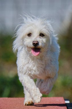 Maltese Bichon çeviklik yarışmasında. Köpek sporları. Köpek spor malzemeleri. Köpek dostu bölge.