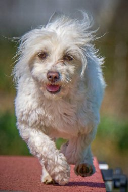 Maltese Bichon çeviklik yarışmasında. Köpek sporları. Köpek spor malzemeleri. Köpek dostu bölge.