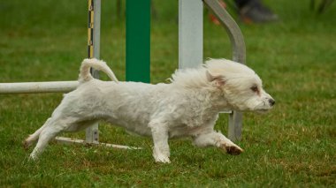 Maltese Bichon çeviklik yarışmasında. Köpek sporları. Köpek spor malzemeleri. Köpek dostu bölge.