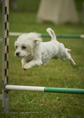 köpek çeviklik yarışmasında koşuyor.
