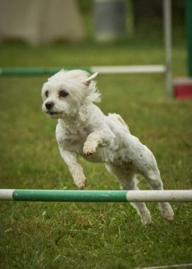 Parkta zıplayan köpek.