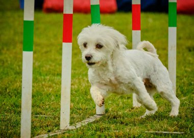Beyaz köpek yarışmada çeviklik kursunda koşuyor..