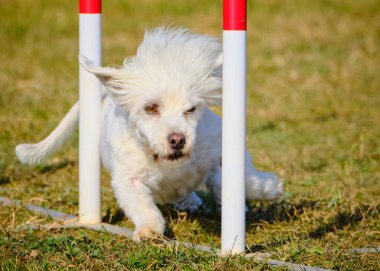 Köpek çevikçe oynuyor.
