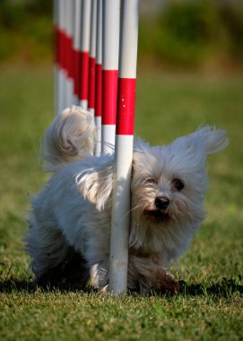 Maltese Bichon çeviklik yarışmasında. Köpek sporları. Köpek spor malzemeleri. Köpek dostu bölge.