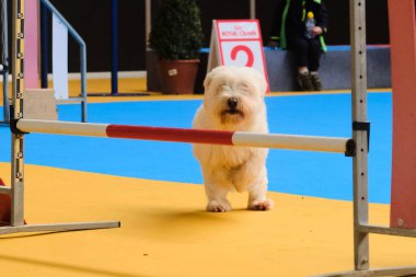 Maltese Bichon çeviklik yarışmasında. Köpek sporları. Köpek spor malzemeleri. Köpek dostu bölge.