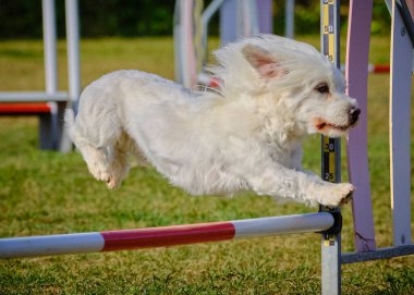 Maltese Bichon çeviklik yarışmasında. Köpek sporları. Köpek spor malzemeleri. Köpek dostu bölge.