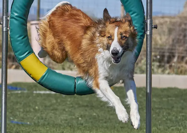 Köpek çeviklik içinde zıplıyor