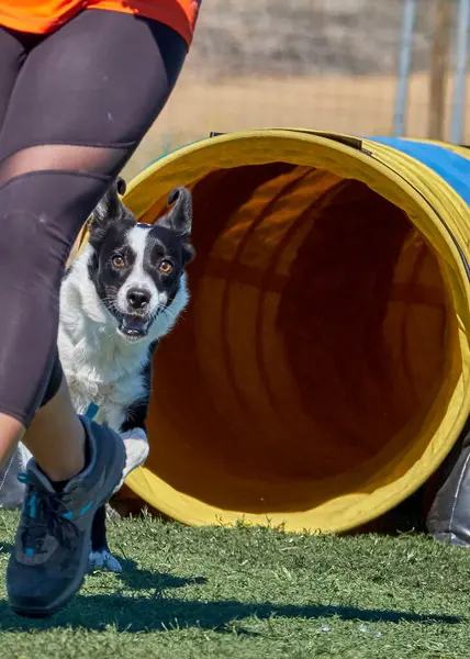 Çevik bir köpek. Kenarlık çoban köpeği