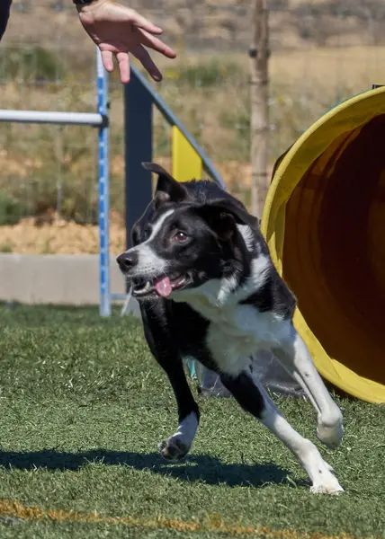 Siyah beyaz köpek tarlada oynuyor.