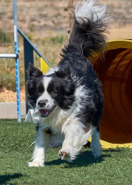 Şirin siyah beyaz bir köpek çimlerin üzerinde oturuyor. yüksek kaliteli fotoğraf