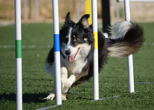 kenar kömür ocağı köpek Jumping