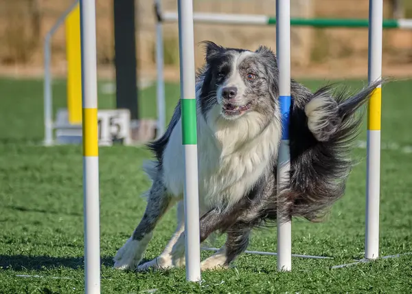Sınır çoban köpeği çeviklik içinde