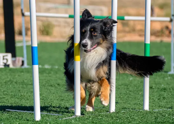 Sınır çoban köpeği eğitimi
