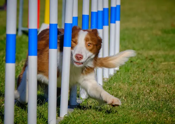 Çeviklik içinde çoban köpeği