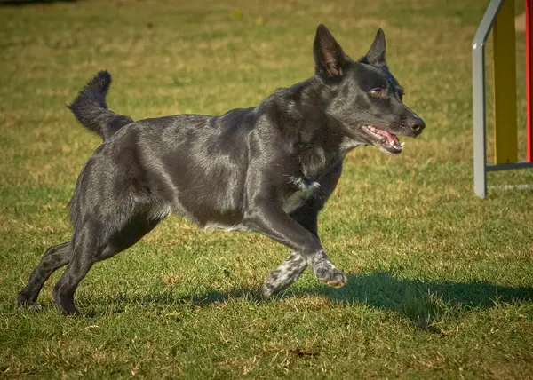 Siyah Alman çoban köpeği tarlada koşar.
