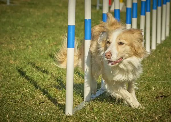 Sınır çoban köpeği çevikliği
