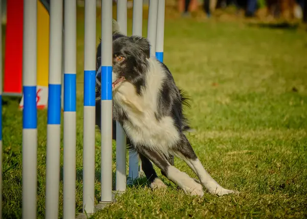 Köpek çoban köpeği çeviklikte