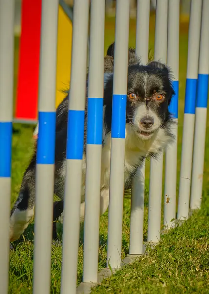 Parkta ipi olan bir köpek.