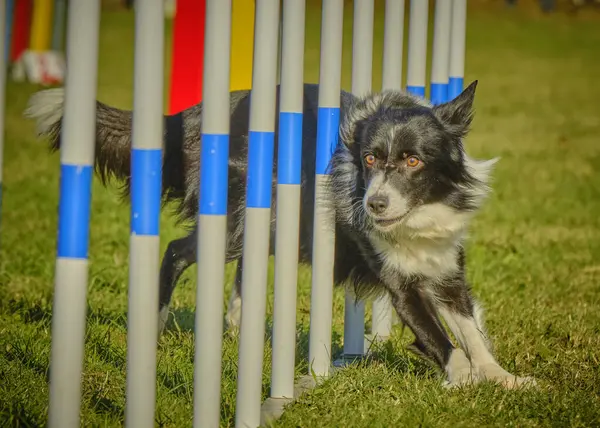 çeviklik üzerine köpek eğitimi