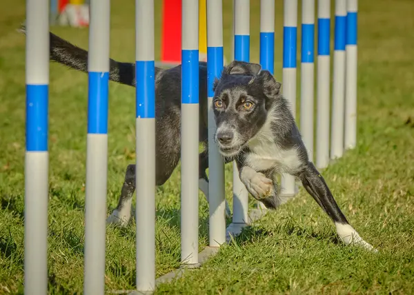 Sınır çoban köpeği çevikliği