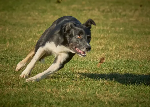 Parkta koşan çoban köpeği.
