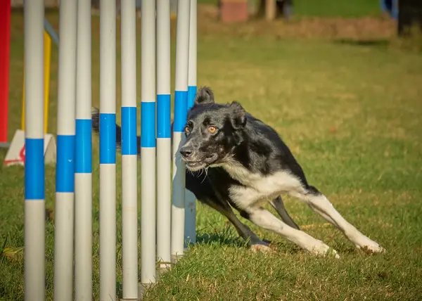 Çeviklik içinde zıplayan bir çoban köpeği.