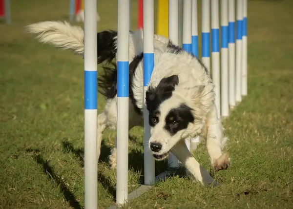 çalışan sınır collie köpek