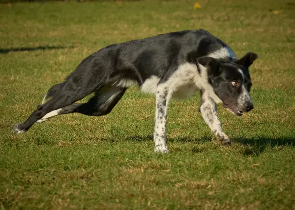 Çayırda koşan bir köpek.
