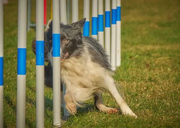 köpek çeviklik eğitiminde.