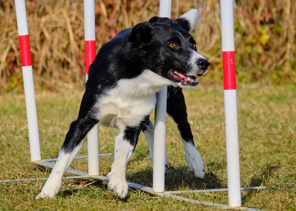 Çeviklik içinde zıplayan çoban köpeği.