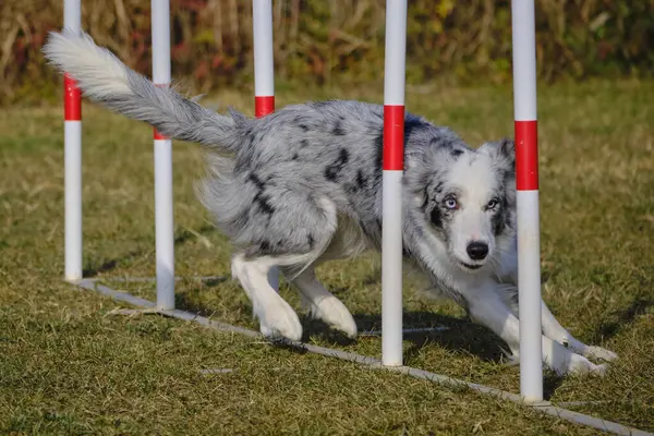 Çeviklik sınırındaki çoban köpeği